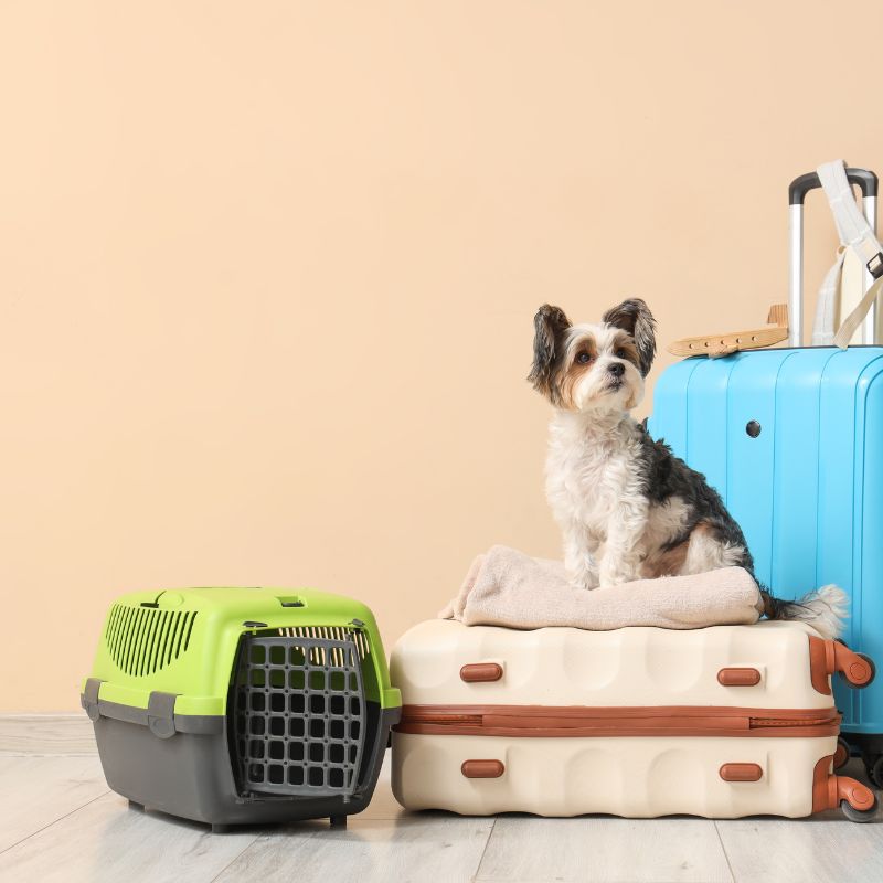 Professional pet relocation and safe pet transportation services